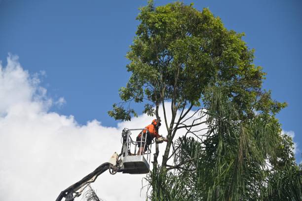 Reliable Wolf Trap, VA Tree Services Solutions